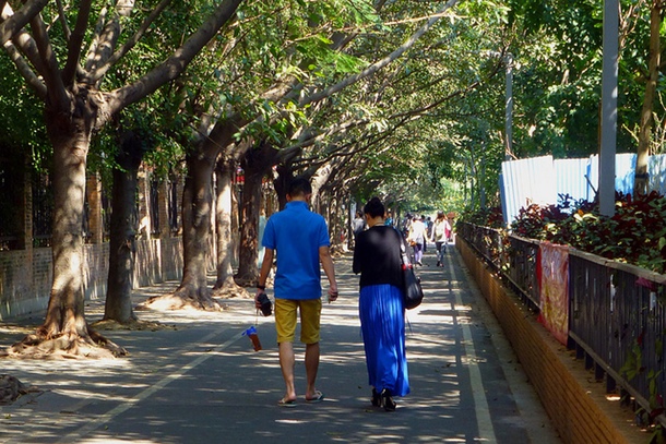 A line of large trees can provide excellent shade for sidewalks and paths.