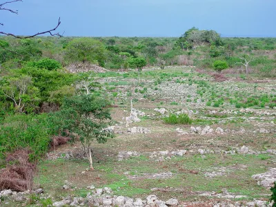 Mayan City