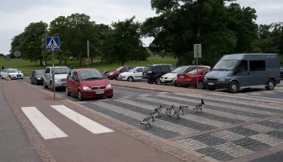 Geese