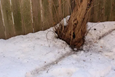vermin