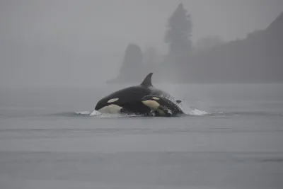 Orca in Washington
