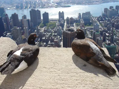 Pigeons on the Empire State Building, New York City, USA.