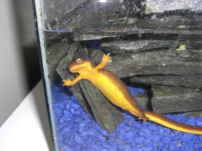 Newt