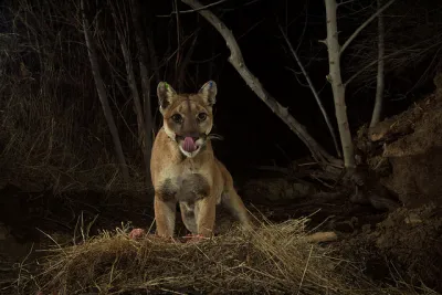 Mountain Lion