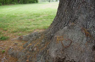 Tree heart