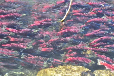 Sockeye Salmon