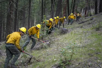 A line of workers in yellow shirts and yellow hard hards work with hoe-like tools in a pine forest, clearing dead brush.