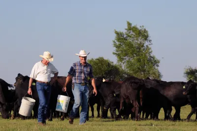 Cattle Farmers