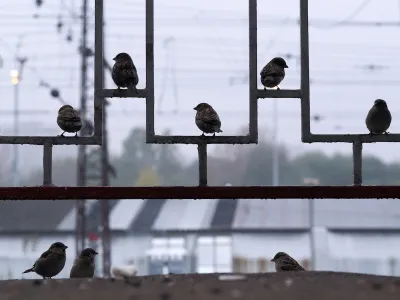 Group of sparrows sitting on decorative metal fence.