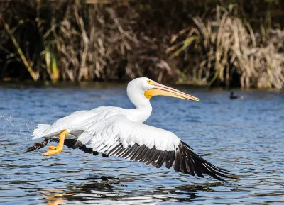 White pelican with black wings flying low over water at Sepulveda Basin Wildlife Reserve in Van Nuys, California.