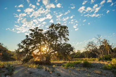 Oak tree with golden hour sun coming through its leaves on a hill in the San Gabriel Mountains in Southern California.