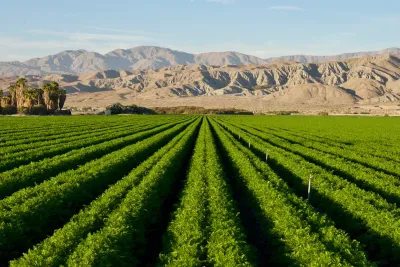 View of green carrot field against backdrop of arid Southwest mountains