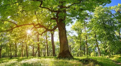 Large mature oak trees with sun filtering through.