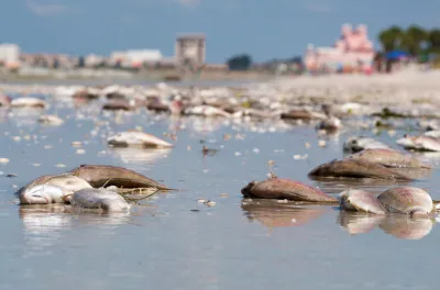 Dead fish washed up on Florida beach during 2018 'red tide' algae bloom event.