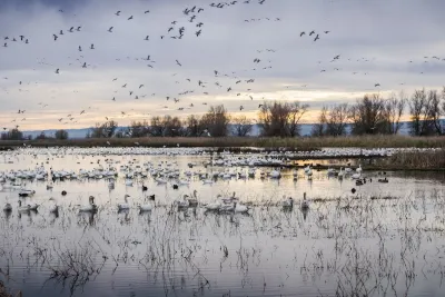 Flock of white snow geese flying and resting in water in Sacramento River delta at sunset.