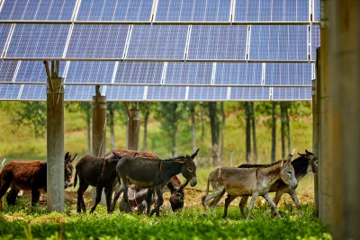 Group of donkeys walking under photovoltaic solar panels in green field.