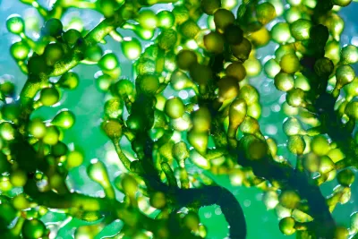 Close-up of bright green phytoplankton underwater.