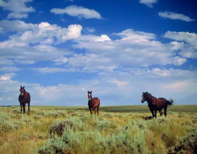 Three dark brown wild horses stand in a meadow near Farson, Wyoming.