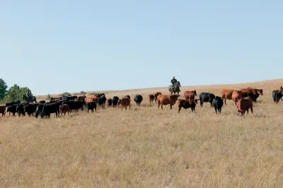 Herd of cattle grazing in field with cowboy on horse watching them.