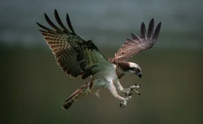 A brown-and-white bird of prey with spread wings is about to grab prey with its extended talons.