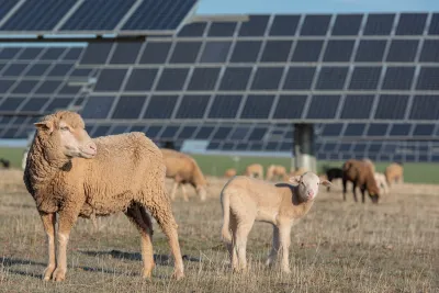 Sheep grazing in field with solar panels in background.