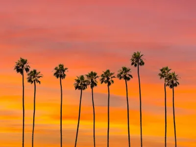 Row of tall palm trees in Los Angeles against sunset sky.