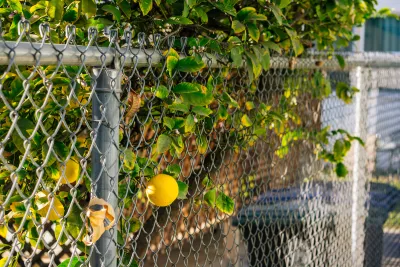Close-up of yellow lemon growing on tree poking through chain link fence.