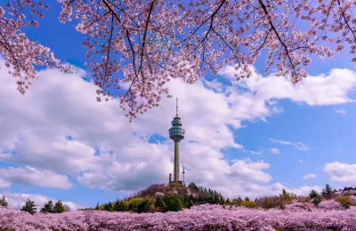 View of E-World 83 Tower in Seoul, South Korea through branches full of white and pink cherry blossoms.