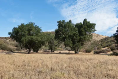 Two large California live oaks in a field of dry grass.