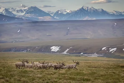 Herd of Caribou in Arctic National Wildlife Refuge in Alaska with snowy mountains in background.