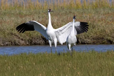Two Critically Endangered Whooping Cranes in Aransas National Wildlife Refuge, Texas.