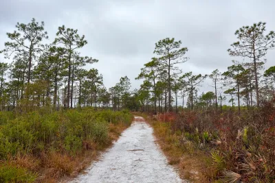 Longleaf pine prairie in the Savage Christmas Creek Preserve near Orlando, Florida.