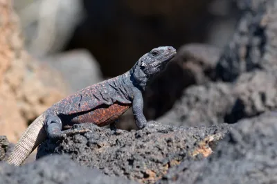 Chuckwalla lizard sitting on volcanic rock.