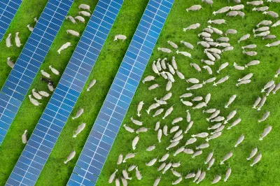 Aeriel view of white sheep grazing on green grass between rows of solar panels.
