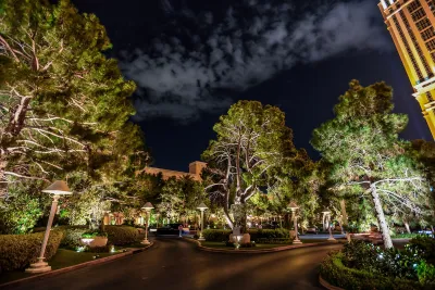 Large trees on street in Las Vegas at night.