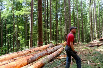 Timber Production