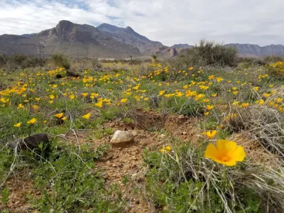 A field of golden poppies fill the desert below mountains in the U.S. Southwest.