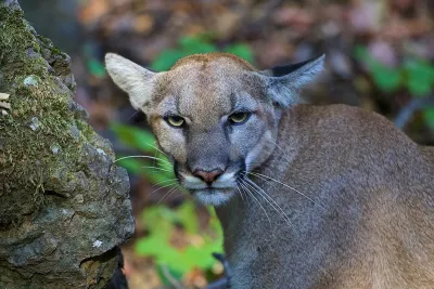 Close-up of mountain lion in the Santa Monica Mountains, California.