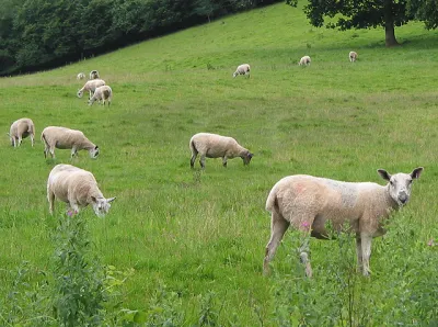 Sheep grazing on a green hillside