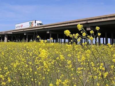 Field of yellow mustard in flower with Yolo Causeway elevated highway in background with truck passing by.