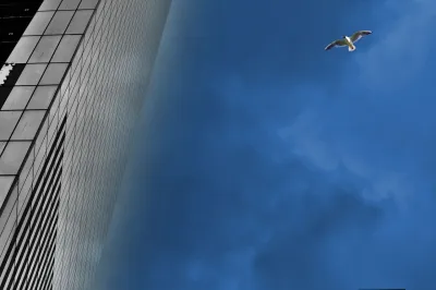 City Bird