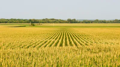 corn field in polk county iowa