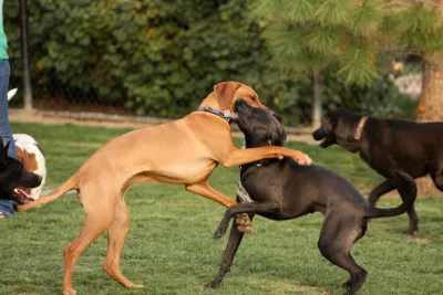 Dog Parks Are Everywhere, but Where Did They Start?