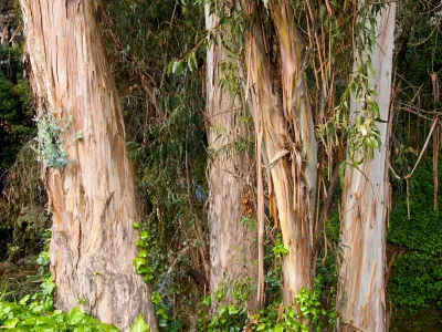 Eucalyptus Tree