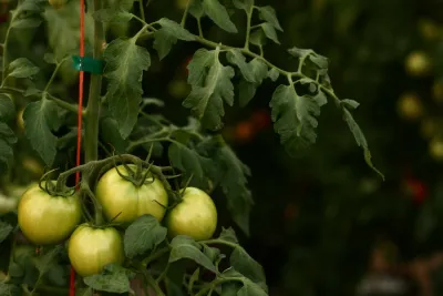 Hydroponic Farming
