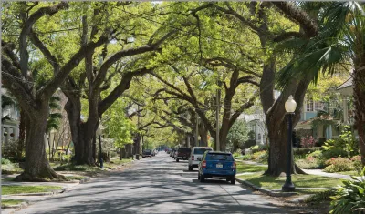 A New Orleans streetscape lined with mature Southern Live Oak trees.