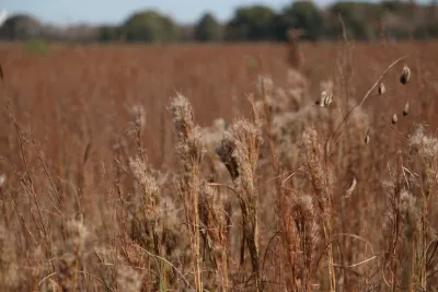 Tallgrass Prairie