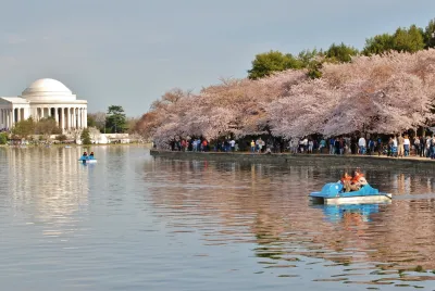 Cherry Blossom Washington, D.C.