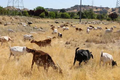 Goats grazing in a California field
