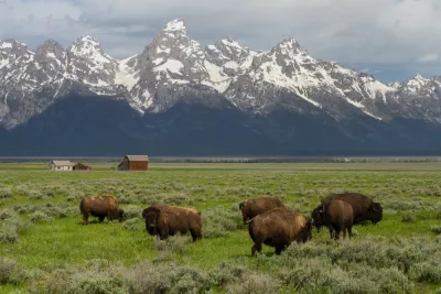 Herd of bison grazing in green field with snow-capped Wyoming mountains in background